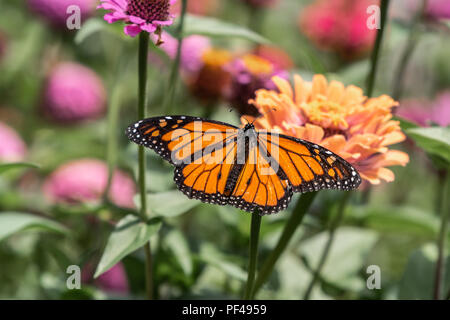 Ein monarch butterfly ruht auf einem zinnia Blume im Sommergarten Stockfoto