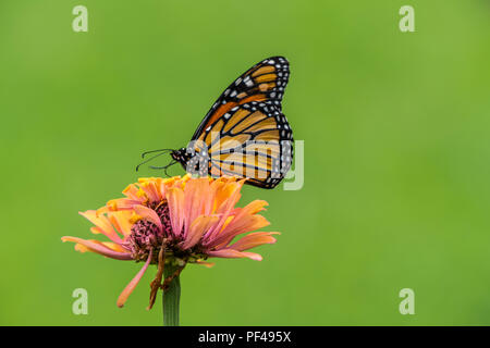 Ein monarch butterfly ruht auf einem zinnia Blume im Sommergarten Stockfoto