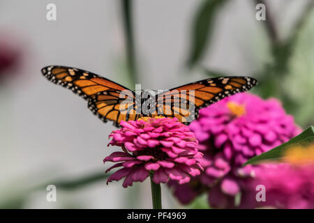 Ein monarch butterfly ruht auf einem zinnia Blume im Sommergarten Stockfoto