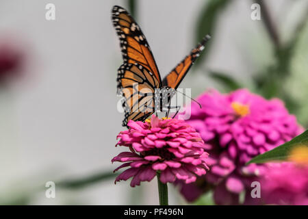 Ein monarch butterfly ruht auf einem zinnia Blume im Sommergarten Stockfoto