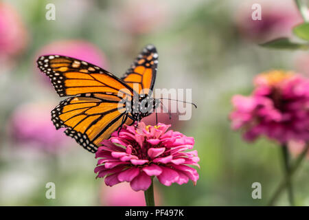 Ein monarch butterfly ruht auf einem zinnia Blume im Sommergarten Stockfoto