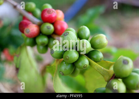 Geschlossen bis Bündel Kaffeekirschen Reifung auf den Kaffee Baum, Nan Provinz Stockfoto