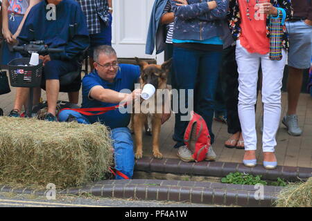 Hund Trinkwasser aus Teetasse während Bier Regatta event Stockfoto