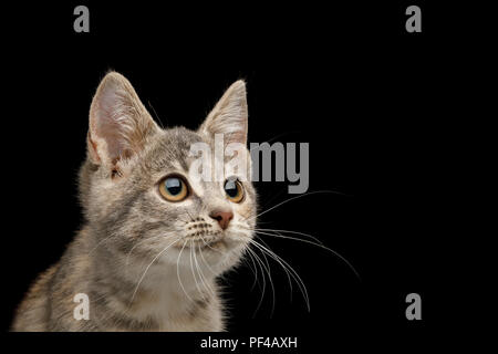 Portrait von Schildkröte Fell Kitten starrte mit großen Augen auf isolierten schwarzen Hintergrund, Profil anzeigen Stockfoto