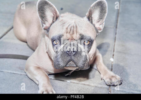 Bezaubernde französische Bulldogge Gesicht Stockfoto