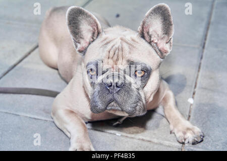 Bezaubernde französische Bulldogge Gesicht Stockfoto