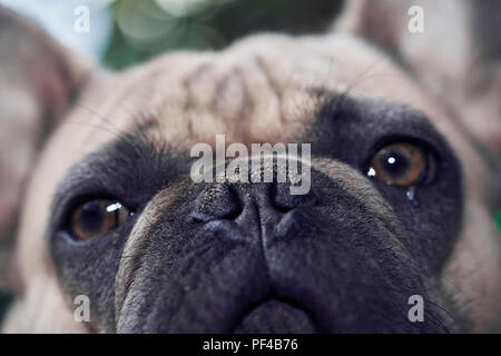 Bezaubernde französische Bulldogge Gesicht Stockfoto