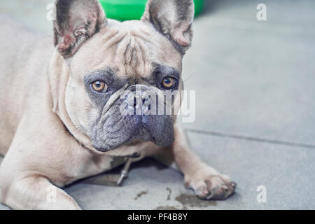 Bezaubernde französische Bulldogge Gesicht Stockfoto