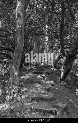 Wanderweg durch alte Eiben, die Teil der Woolhope Kuppel der marktführenden, Fownhope Herefordshire UK. Juli 2018. Stockfoto