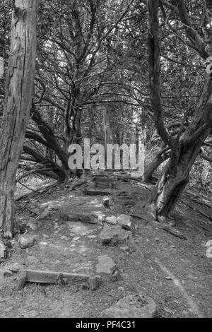 Wanderweg durch alte Eiben, die Teil der Woolhope Kuppel der marktführenden, Fownhope Herefordshire UK. Juli 2018. Stockfoto