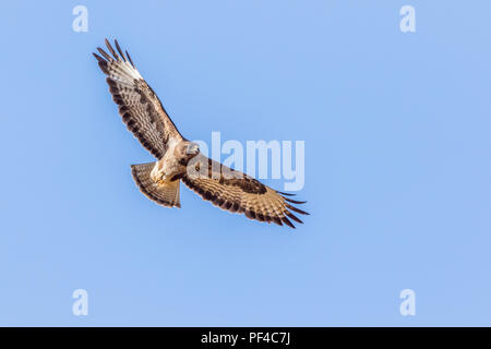 Ein Mäusebussard im Flug über Homburg im Saarland Stockfoto