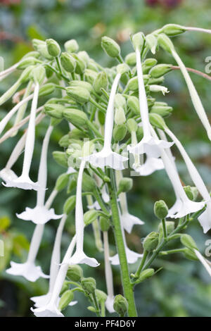 Nicotiana sylvestris Blumen. Stockfoto