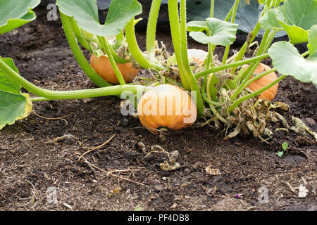 Cucurbita Maxima. Winter Squash 'Gold Nugget' Obst. Stockfoto