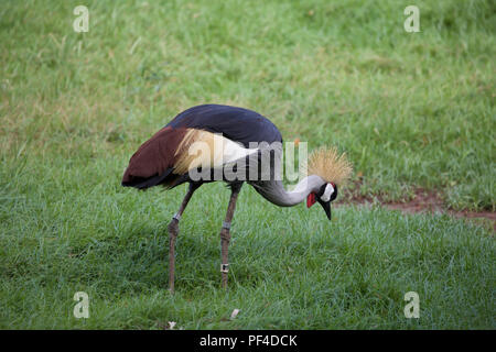 Grau gekrönt Kran im Zoo von Phoenix, Arizona, USA Stockfoto