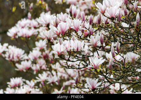 Die weißen Blüten der blühenden Magnolienbaum Stockfoto