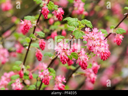 Rote Blüte Johannisbeere (Ribes Sanguineum) Stockfoto
