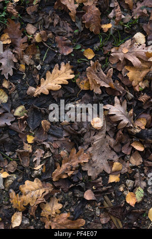 Eine Vielzahl von Herbst (Herbst) Blätter in braunen und goldenen Reflexen auf nassem Boden von Waldboden. Overhead shot. Stockfoto