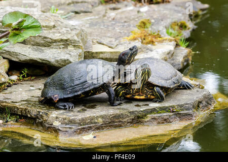 Zwei Rotwangen-Schmuckschildkröten neben einem Teich Stockfoto