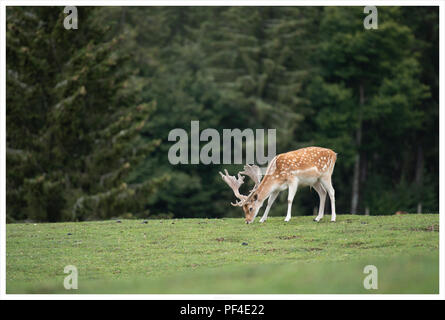 Damwild Stockfoto