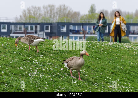 Besucher wandern in Walthamstow Feuchtgebiete, London, England, Vereinigtes Königreich, Großbritannien Stockfoto