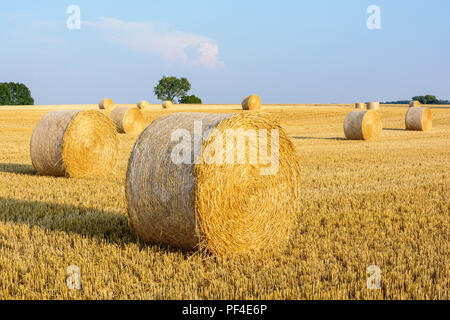 Runde Strohballen verstreut in einem Feld von Weizen vor kurzem in der französischen Landschaft bei Sonnenuntergang geerntet. Stockfoto