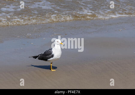 Europäische Heringsmöwe an der Themse, London England Vereinigtes Königreich Großbritannien Stockfoto