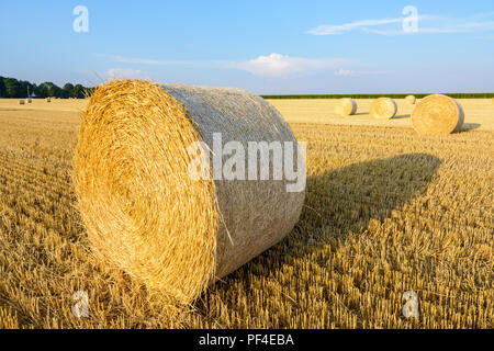 Runde Strohballen verstreut in einem Feld von Weizen vor kurzem in der französischen Landschaft bei Sonnenuntergang geerntet. Stockfoto