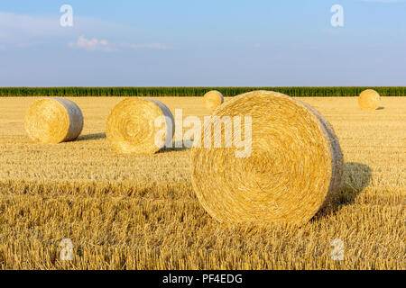 Runde Strohballen verstreut in einem Feld von Weizen vor kurzem in der französischen Landschaft bei Sonnenuntergang geerntet. Stockfoto