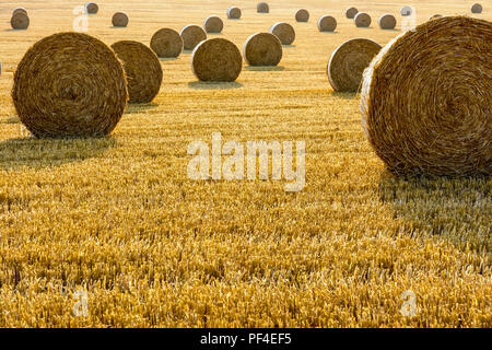 Runde Strohballen verstreut in einem Feld von Weizen vor kurzem in der französischen Landschaft bei Sonnenuntergang geerntet. Stockfoto
