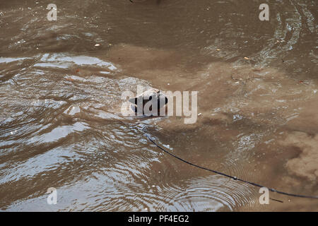 Bezaubernde französische Bulldogge im Fluss Stockfoto