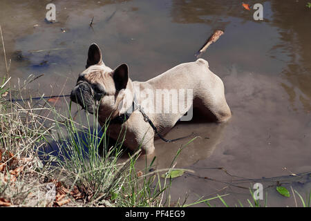 Bezaubernde französische Bulldogge im Fluss Stockfoto