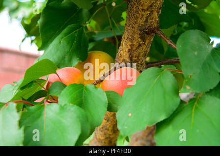 Organische reifen gelben Aprikosen Hängen an einem Baum im Garten. Obst Garten mit vielen großen, saftigen Aprikosen im Sonnenlicht bereit, mir bei Erntebeginn Hilfestellung Stockfoto