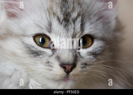 Close-up Portrait von Flauschigen graue Katze, Fenster Stockfoto