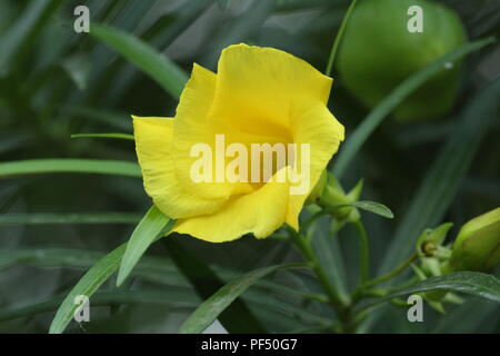 Schöne gelbe Blume auf schönen Tag Stockfoto