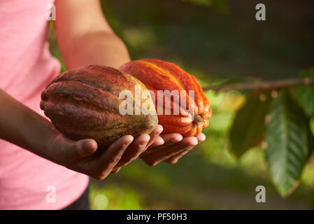 Bauer Holding reif Cacao pods Nahaufnahme auf unscharfen Hintergrund Stockfoto