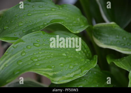 Wulstige Regenwasser auf hosta Werk verlässt Stockfoto