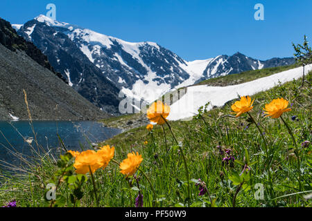 Schöne orange und gelbe Blumen auf dem Hintergrund einer Bergsee und schneebedeckten Gipfel in den Bergen des Altai. Tierwelt von Sibirien in Russland. Das Stockfoto