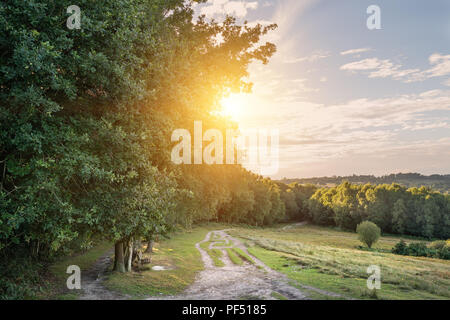 Sommer Abend Sonnenschein durch Bäume im Ashdown Forest englische Landschaft Landschaft Stockfoto