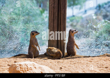 Lustige Erdmännchen Stockfoto