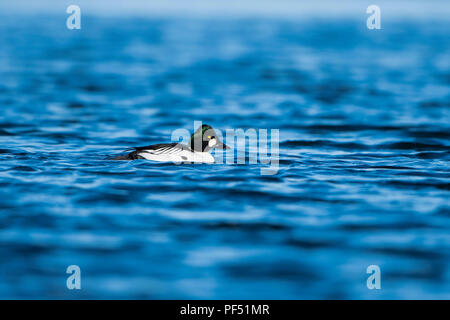 Ein männlicher Gemeinsame Schellente (Bucephala clangula) Schwimmen im blauen Meer Wasser, Loch Flotte, Sutherland, Schottland, UK Stockfoto