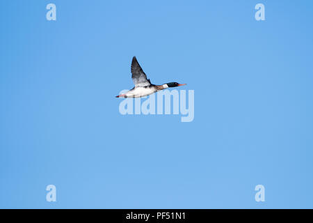 Ein männlicher Red Breasted Merganser (Mergus serrator) im Flug, Loch Flotte, Sutherland, Schottland, UK Stockfoto