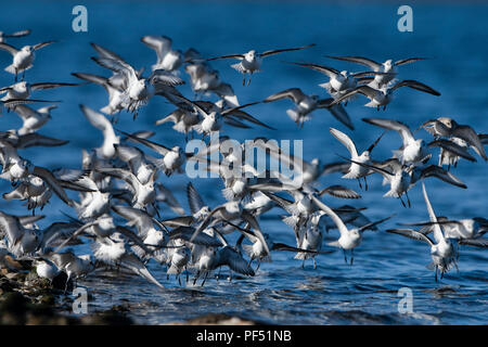 Eine Herde von Sanderling (Calidris alba) Landing at Water's Edge zu füttern, Loch Flotte, Sutherland, Schottland, UK Stockfoto