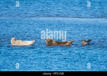 Drei Kegelrobbe (Halichoerus grypus) ruht auf eine versunkene Sandbank, Loch Flotte, Sutherland, Schottland, UK Stockfoto