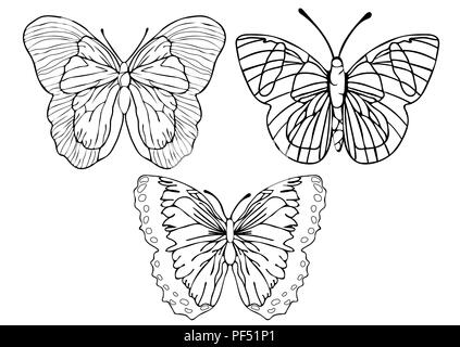 Schmetterlinge Grenzen gesetzt, Färben, lineare Zeichnung, Silhouette, Skizze, Kontur Vector schwarz und weiß Abbildung. Schmetterling Blick von oben isoliert Stock Vektor