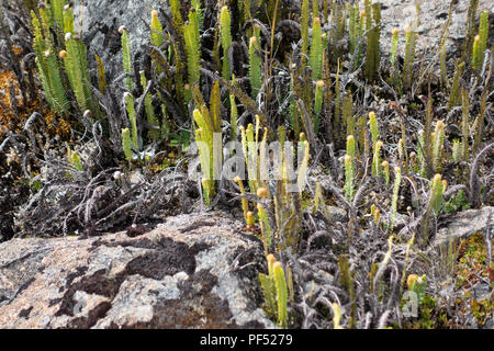 Abwechslungsreiches Werk Vegetation oder Paramo, wachsen in El Cajas Nationalpark, Ecuador, Südamerika Stockfoto