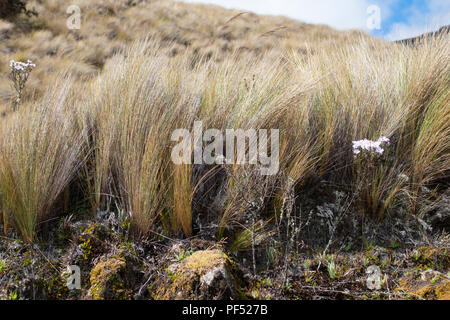 Abwechslungsreiches Werk Vegetation oder Paramo, wachsen in El Cajas Nationalpark, Ecuador, Südamerika Stockfoto