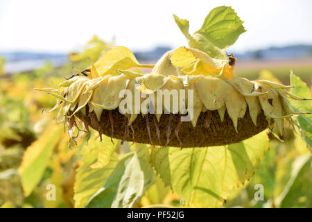 Kopf, Reif reif Sonnenblume Helianthus annuus mit gelben verwelkte Blätter kurz vor der Ernte Stockfoto