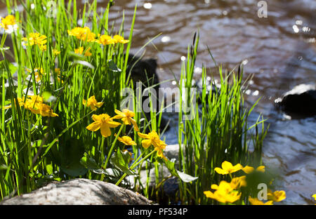 Marsh Ringelblumen (Caltha Palustris) Stockfoto