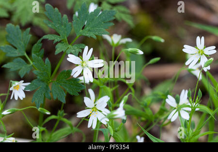 Größere Stitchwort (Stellaria Holostea) Stockfoto