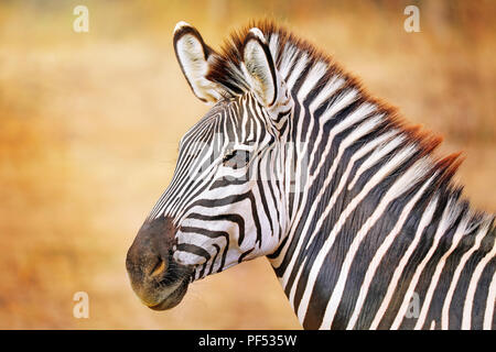 Ebenen Zebra, South Luangwa National Park, Sambia, (Equus quagga) Stockfoto